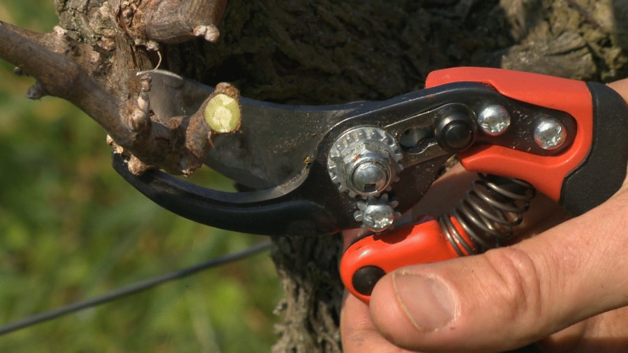 Bahco Rebschere PX-M2 - Bypass - bis 20mm Äste - mittelgroß - ergonomisch - scharf